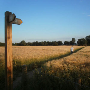A Summer's evening stroll through the crop fields following a 'Footpaths Around Rixton' walking guide.