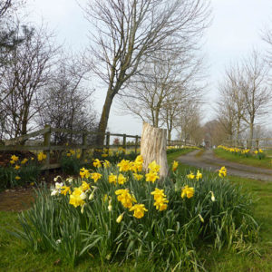 March or April are the best months to do the 'Daffodil Walk' to see the Spring bulbs in all their glory.