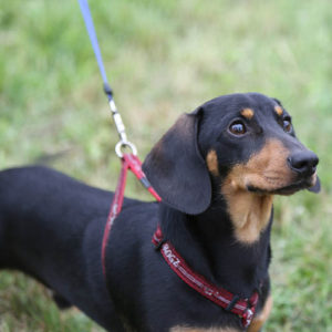 Just one of the many entries in the Dog Competition - Carnival 201.7