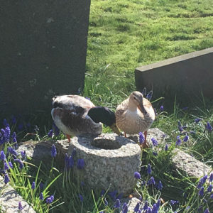 Ducks from neighbouring village pond enjoying a stroll in the cemetery - March 2017.