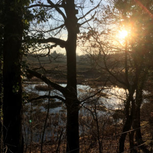 Evening sun washes over the Nature Reserve - February 2019.