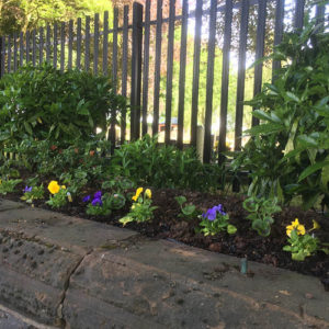 Front wall planted up for the Summer thanks to volunteers and plants donated by local farmers Eddie and James Atherton.