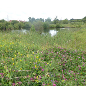 Just one of the Claypits meadows and ponds.
