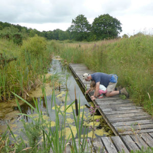 Pond dipping off one of the boardwalks in the Claypits.