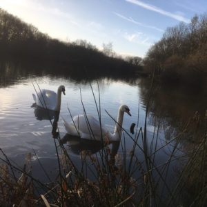 Swans in Rixton Claypits - January 2019.