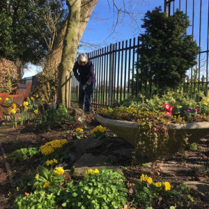 Volunteer tends one of the flower borders Spring 2017.