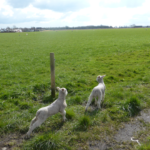 Lambs frolicking in the fields on Glazebrook Lane - May 2015