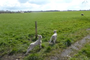 Lambs frolicking in the fields on Glazebrook Lane - May 2015