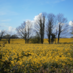 Rapeseed fields are a regular scene around the parish in the late Spring and early Summer months