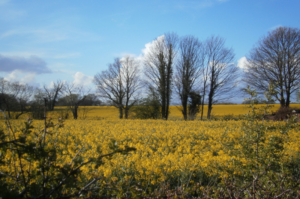 Rapeseed fields are a regular scene around the parish in the late Spring and early Summer months