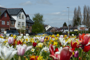 Spring bulbs adorn the approach to Hollins Green - April 2016