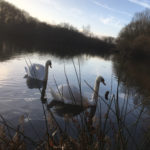 Swans on one of the ponds at Rixton Claypits Nature Reserve - January 2019