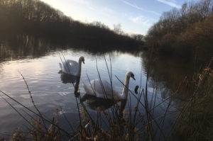 Swans on one of the ponds at Rixton Claypits Nature Reserve - January 2019.