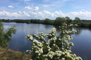 Swans on the Manchester Ship Canal - May 2020