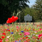 Wildflowers in Hollins Green - Summer 2024