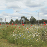 Wildflowers brighten the approach to Hollins Green during the summer months