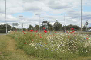 Wildflowers brighten the approach to Hollins Green during the summer months
