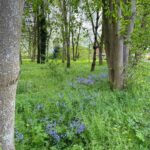 Bluebells giving a show May 2024, after volunteers planting English Bluebells in the Autumn 2023.