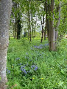 Bluebells giving a show May 2024, after volunteers planting English Bluebells in the Autumn 2023.