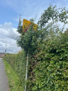 Road sign hidden by overgrown foliage - June 2025